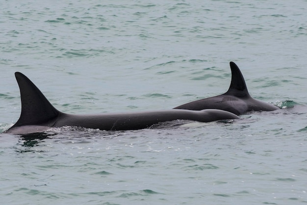 Orcas hunting sea lions Peninsula Valdes Patagonia Argentina