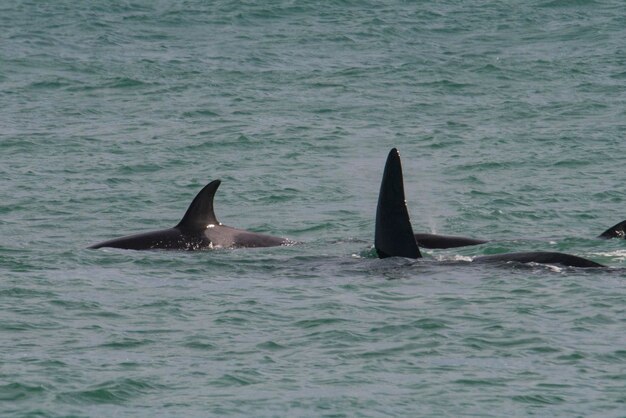 Orcas hunting sea lions Peninsula Valdes Patagonia Argentina