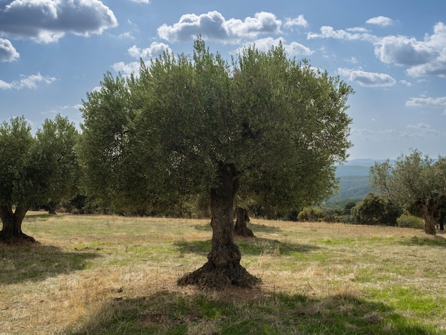 Orchard with old olive trees with flowers and grass between against a blue sky with clouds Olive gro