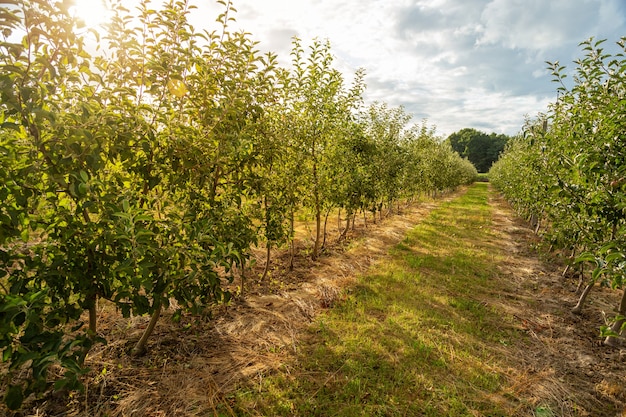 Orchard with young apple trees