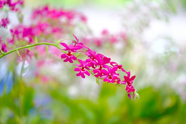 Orchid beautiful in garden at Thailand