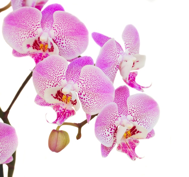 Orchid branch close up  isolated on white background