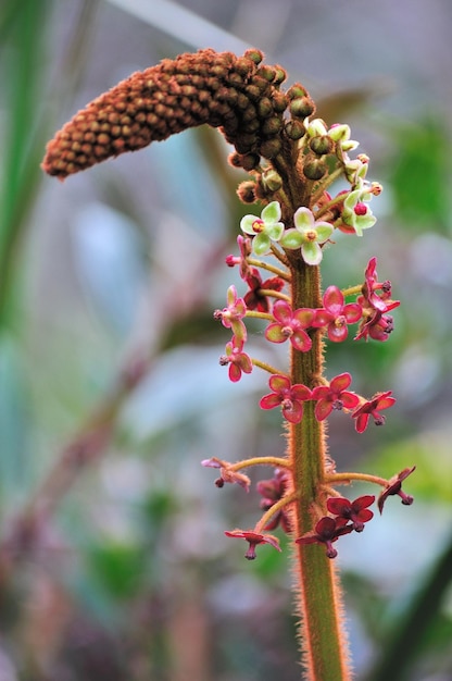 Orchid Eria flora of Kinabalu Sabah Borneo