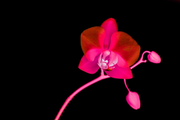 Orchid flower in bloom abstract floral art background