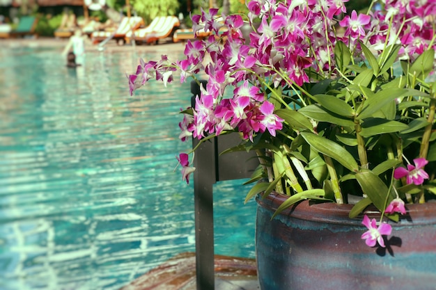 Orchid flower by the pool