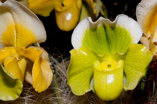 orchid flower close up macro