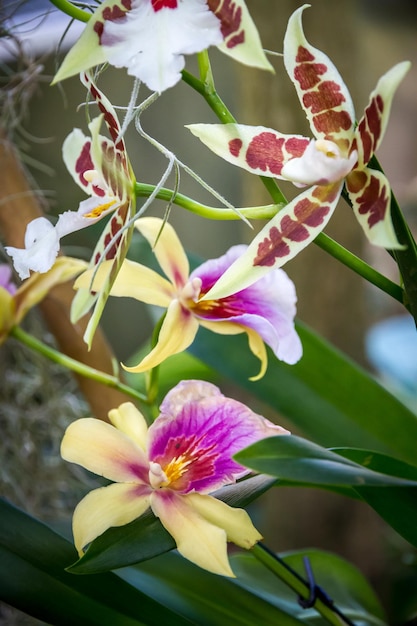 Orchid flower colorful cymbidium