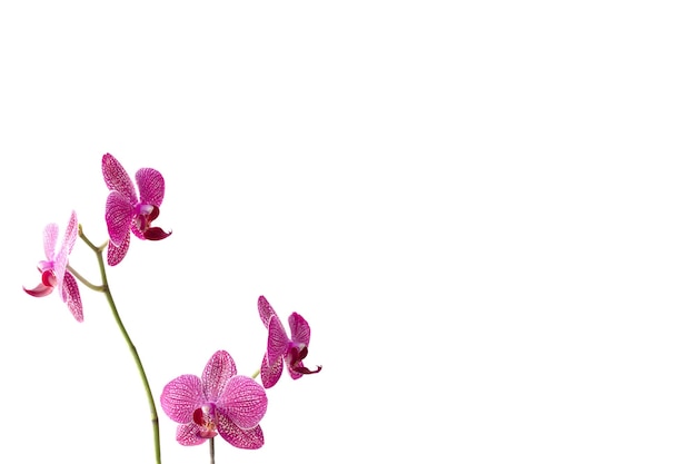 Orchid flower in front of white background