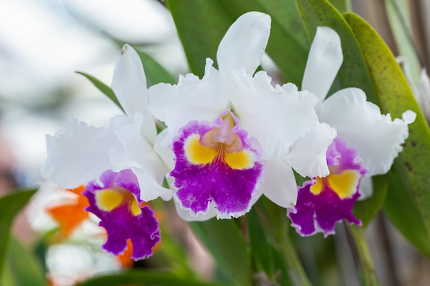 Orchid flower in garden at winter or spring day.