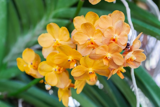 Orchid flower in garden at winter or spring day.