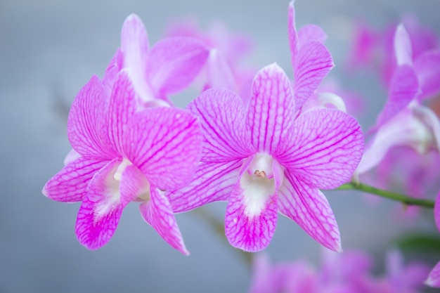 Orchid flower in garden