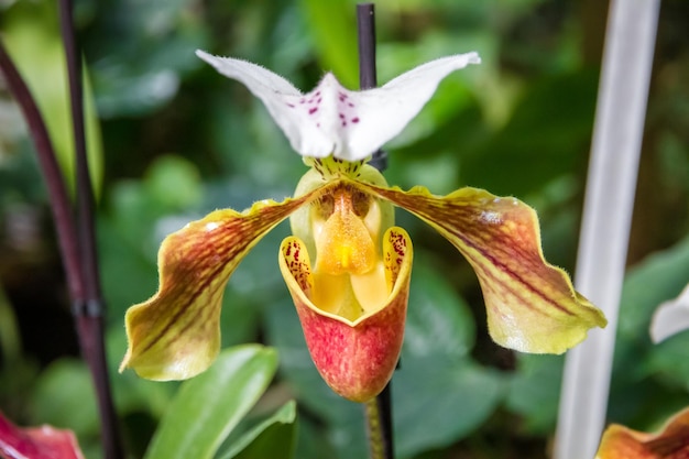 Orchid flower Hybrid American Paphiopedilum