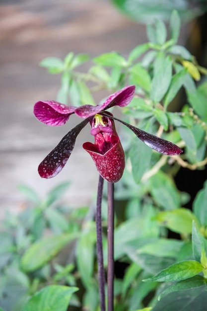 Orchid flower Hybrid American Paphiopedilum