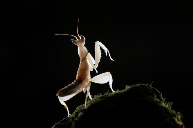 Orchid flower mantis in dark background