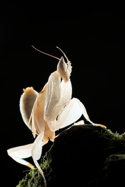 Orchid flower mantis in dark background