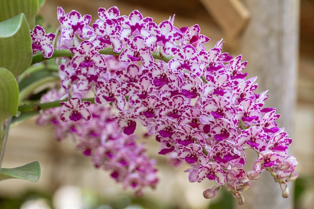 Orchid flower in orchid garden at winter or spring day for beauty and agriculture design. Rhynchostylis Orchidaceae.