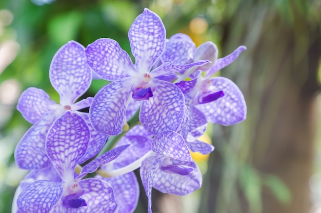 Orchid flower in orchid garden at winter or spring day