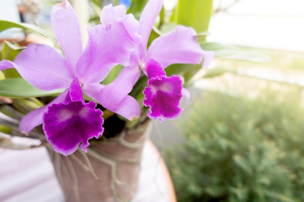 Orchid flower in orchid garden