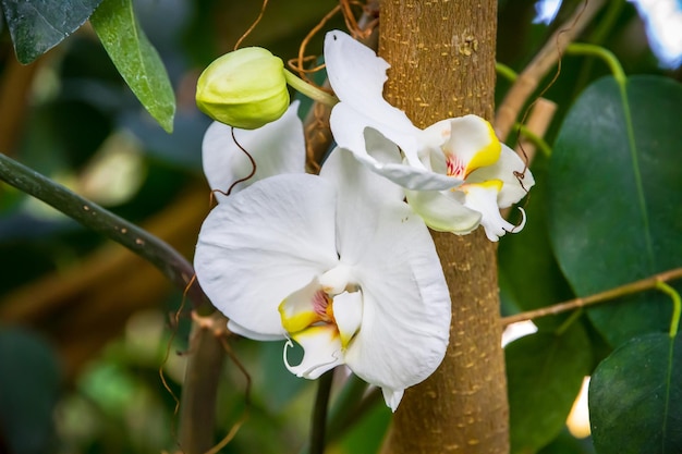 Orchid flower Phalaenopsis Amabilis