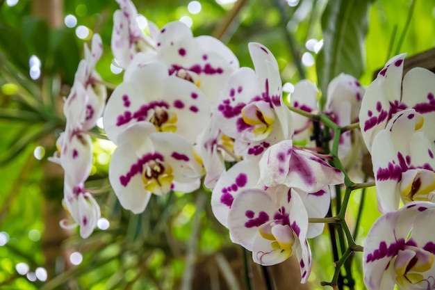 Orchid flower, Phalaenopsis. Tropical floral background