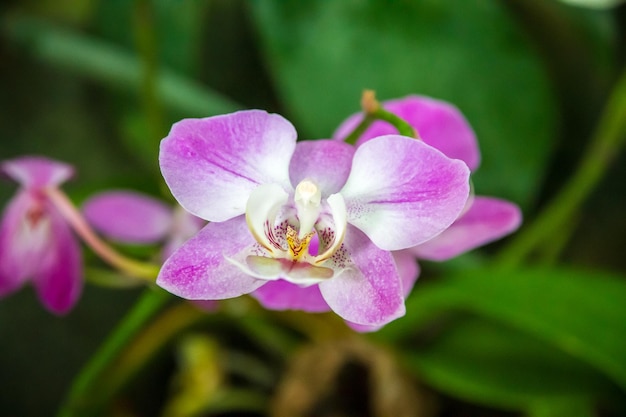 Orchid flower Phalaenopsis