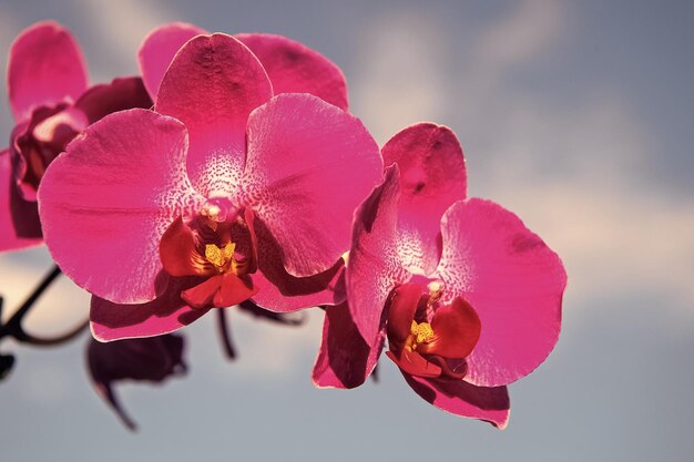 Orchid flower pink on blue sky background