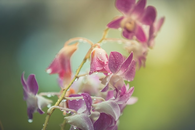 Orchid flower rainy day tropical garden floral background. Idyllic botany nature. Blooming abstract