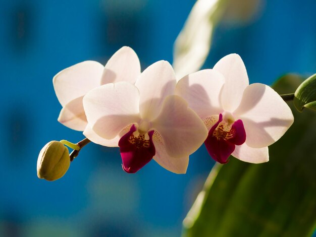 Orchid flower at winter or sunny spring day for beauty and agriculture concept design phalaenopsis o