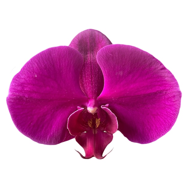 orchid flower