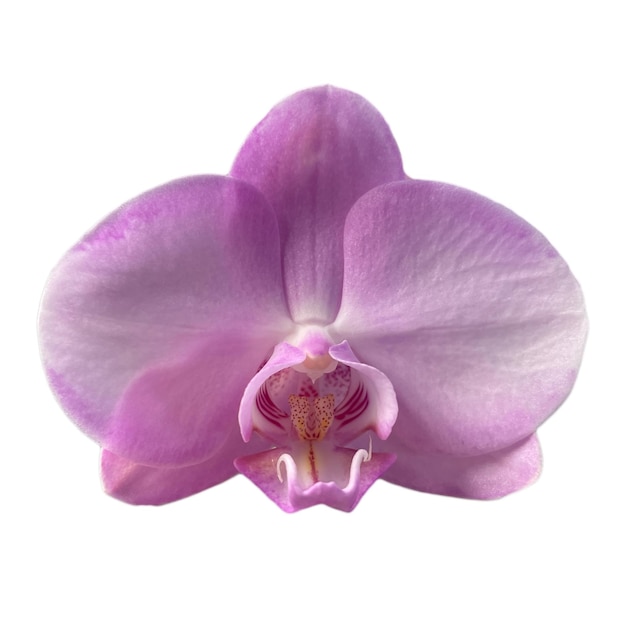 orchid flower