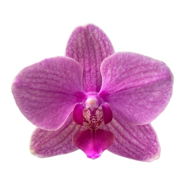 orchid flower