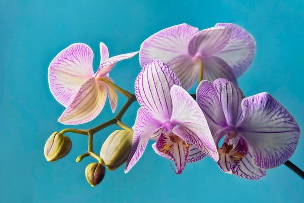 Orchid flowers on blue background