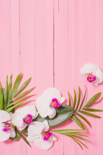 Orchid flowers and exotic leaves on pink wood