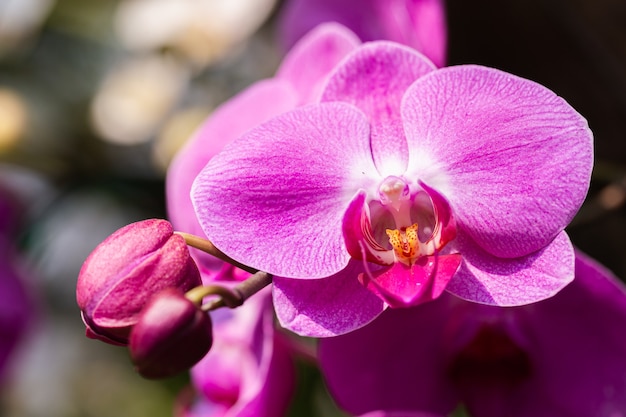 Orchid flowers in the garden