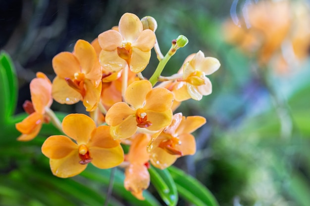 Orchid flowers in the garden