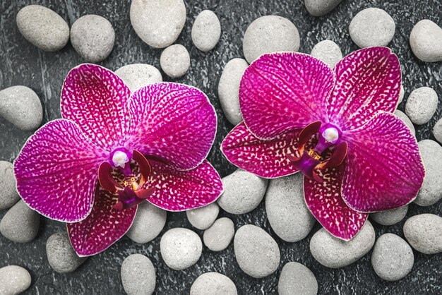 Orchid flowers on gray pebble stones background for zen spa beauty and wellness designs