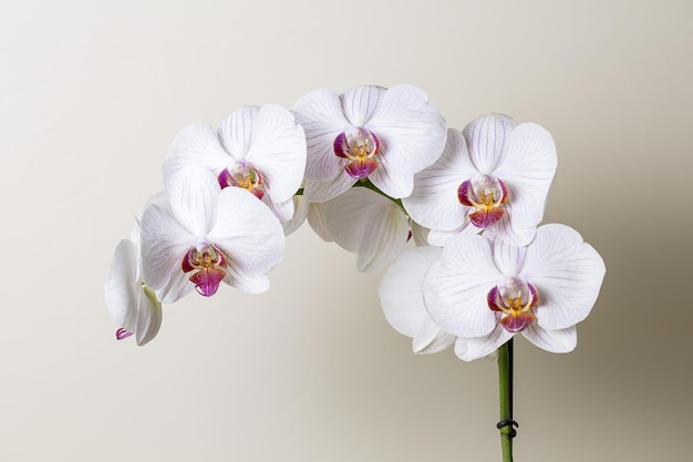 Orchid flowers in Pink and white color on brown background