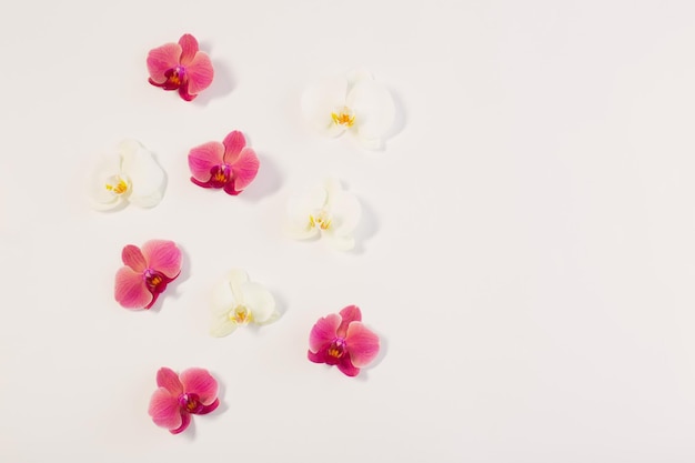 orchid flowers on white background