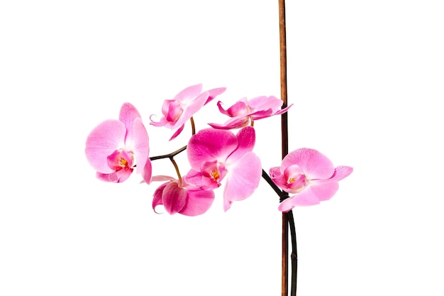 orchid flowers on white background