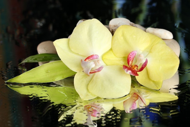 Orchid flowers with water drops and pebble stones on dark colorful background