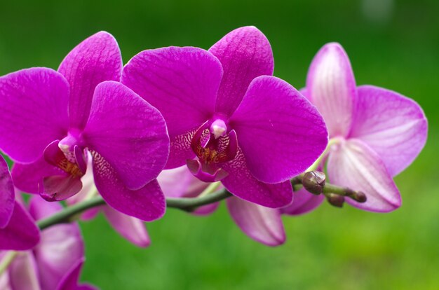 Orchid flowers