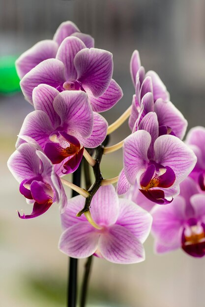 Orchid is a decorative tropical flower Phalaenopsis Closeup selective focus in backlight