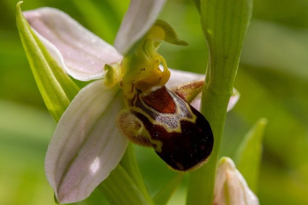 orchid ophrys apifera in the field