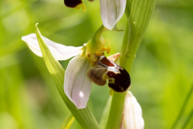 orchid ophrys apifera in the field