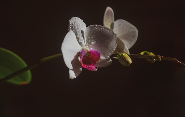 Orchid phalaenopsis flower decorative plant isolated on black background floral concept