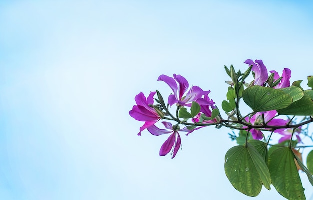 Orchid Tree flower or Bauhinia purpurea with blue sky