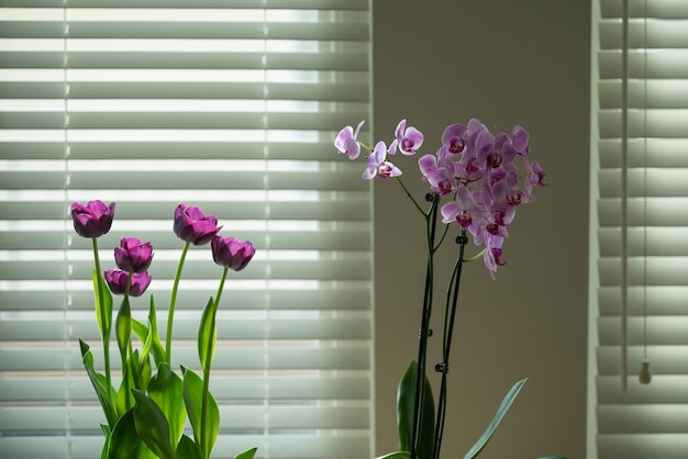 Orchid on the window purple pink orchid tulips on the window