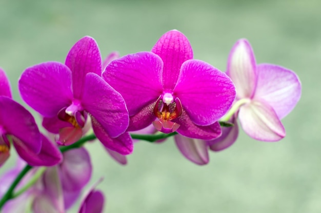 Orchid