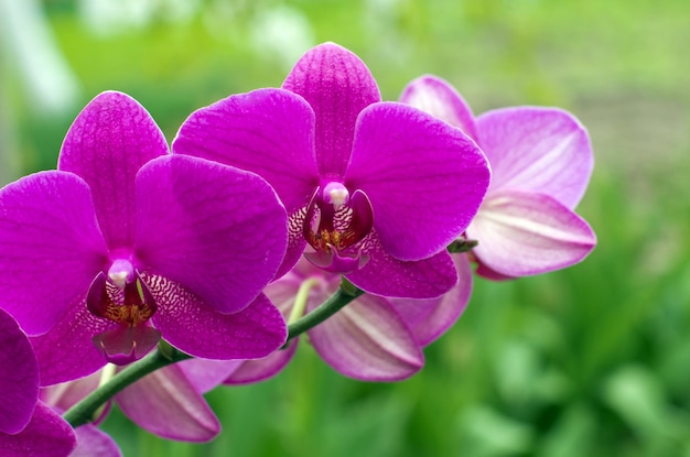 Orchid