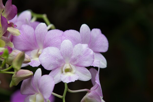 Orchid